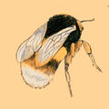 buzz!